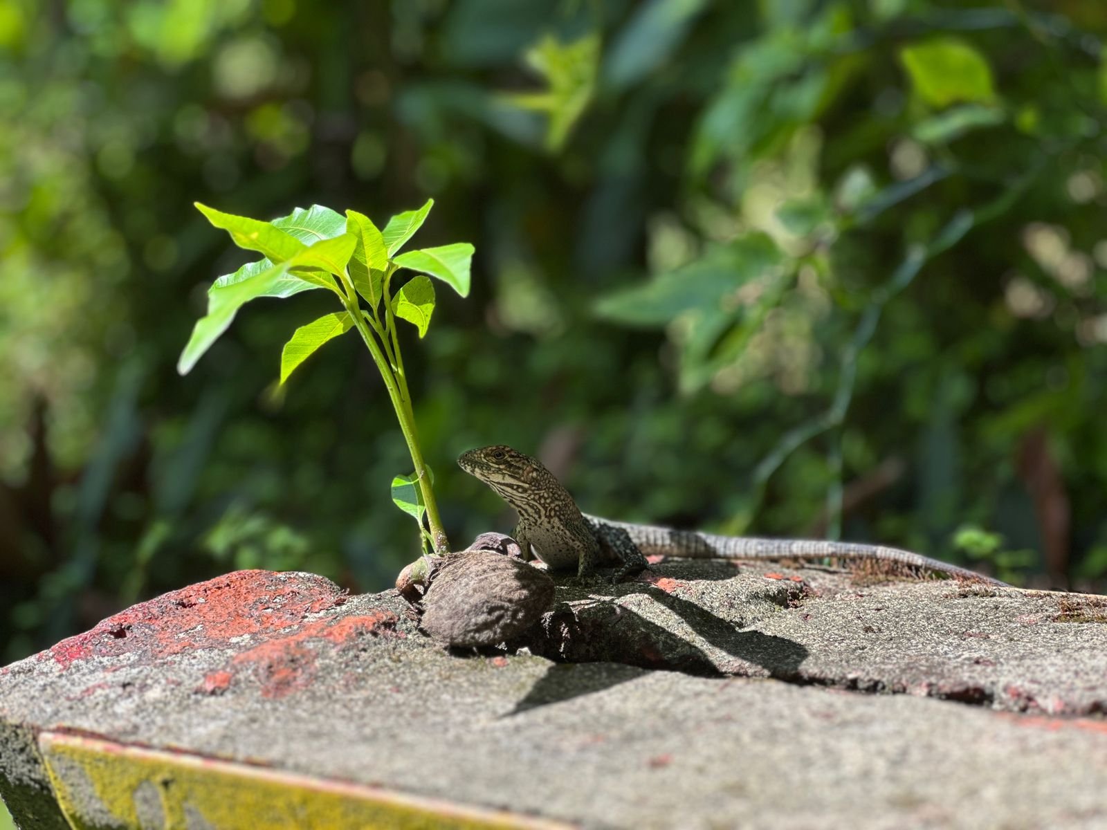 whatsapp image 2026 02 04 at 2.54.47 pm